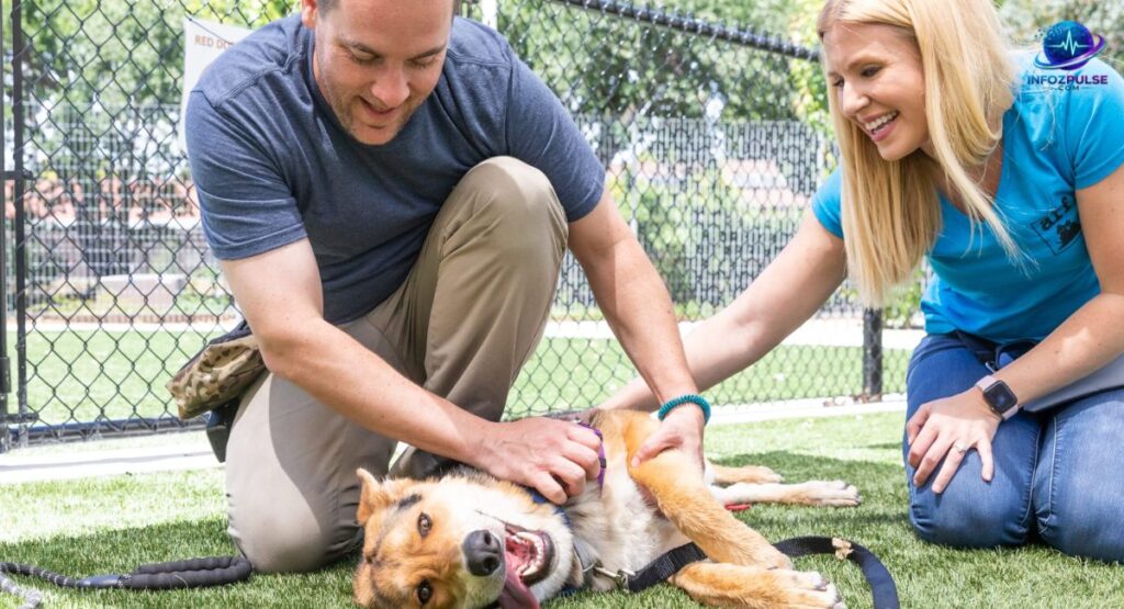 Animal Welfare and Volunteering